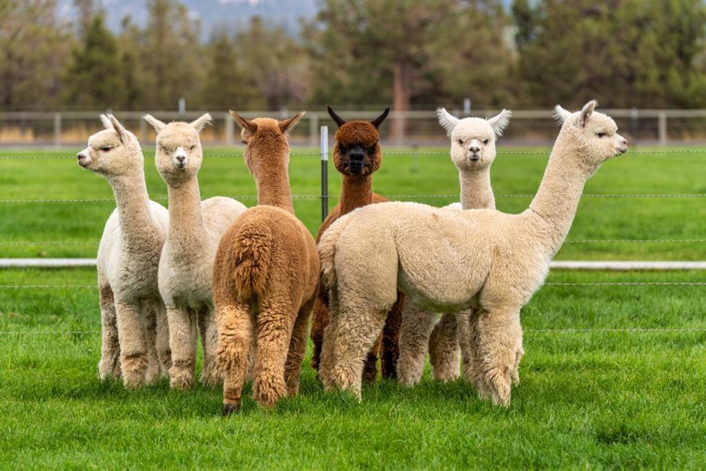Alpaca Farm And B&B - Mama Adama Grândola Kültér fotó
